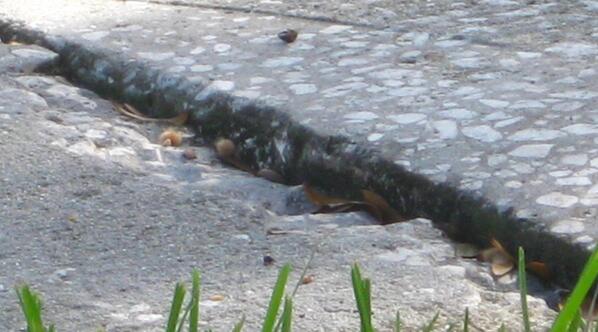 creek_cross's tweet image. #spalling #sidewalk #crack #triphazard near mailbox  tree near directors