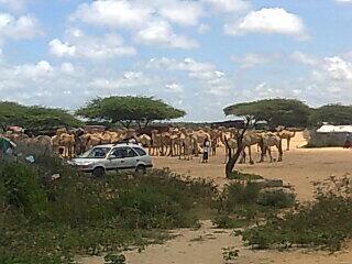 shiraawi's tweet photo. Geelow gulaalow siinka dheer #Somalia http://t.co/T61FiAYKVD