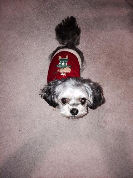 cgternes's tweet photo. Time for a new Christmas Sweater! http://t.co/g4tVgGL0Io