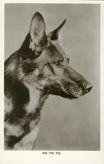 PastorAleman110's tweet photo. Rin Tin Tin. http://t.co/VMxDTqW81d