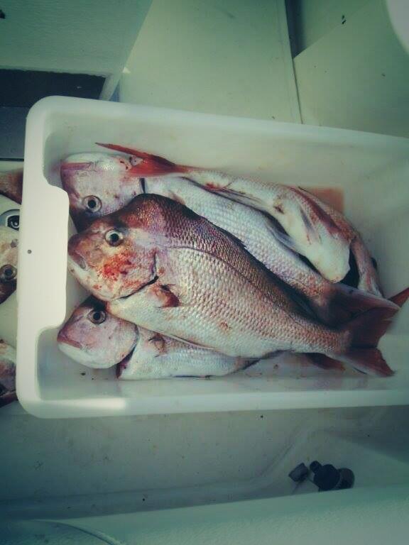 Fishing Tackle NZ (FishingTackleNZ) Twitter