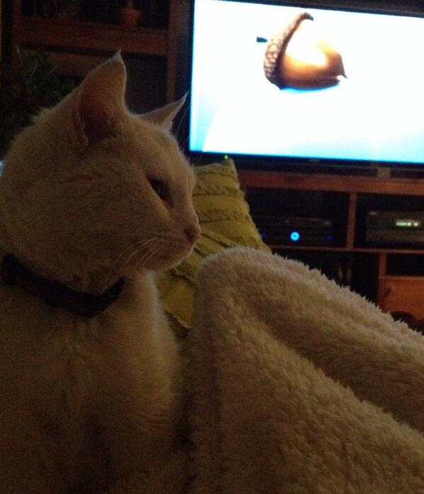 Y uno aqui regaloneando con el gato #leyseca