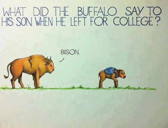 SchoolLeaver's tweet photo. What did the buffalo say..... http://t.co/Wkz7BSMmwE