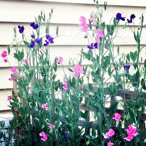 trudiareilly's tweet image. @higgledygarden My sweet peas just starting to flower :) 7ft tall! #springinmelbourne