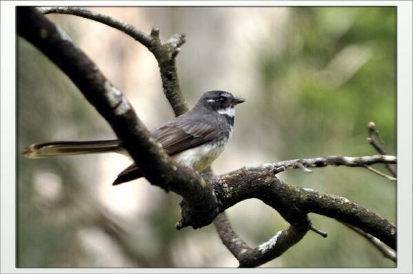 @Twitchathon #GreyFantail swooped in & sang for us #KingsFalls #ArthursSeat, magic