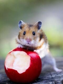 cima_com's tweet image. luccu'kan