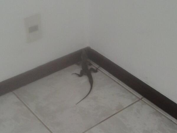 alexneves2011's tweet image. Olha quem chegou antes de vc para tomar uma @RR2101. Chegou primeiro que ele @fcmdavid rsrsrs