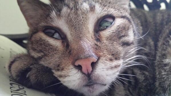 LUMITHECAT's tweet photo. LOOK INTO MA EYES http://t.co/ifCEkJjiI8