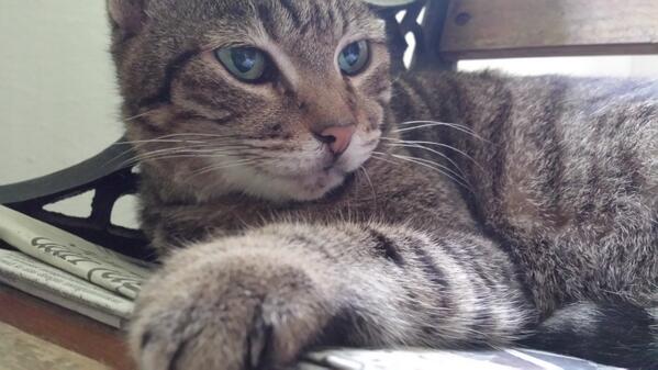LUMITHECAT's tweet photo. Photoshoot today! http://t.co/Y3BAfrlUps
