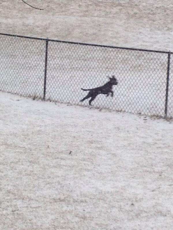 sadie3608's tweet photo. #throwback to winter!! Jumping through the snow is just so fun!! http://t.co/SNM7fGYxnk