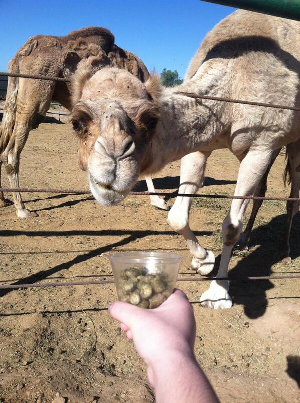 animeworld101's tweet image. My best friend @lexiluv132 fell in love with a camel.. She even named him Phil!!