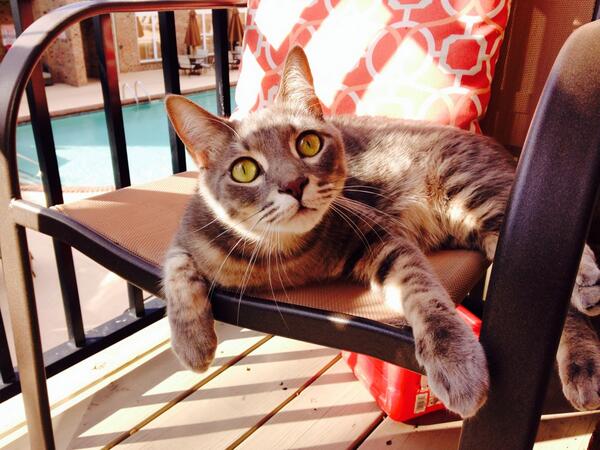 CarterCoyle's tweet image. Mr. Bingley does not have his Mom's love of dawgs.