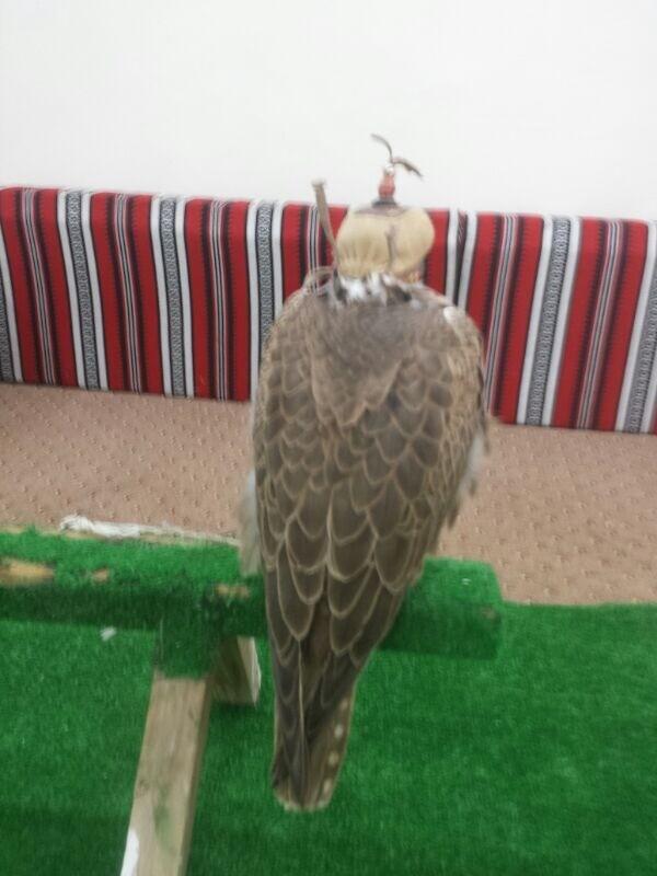 ApstorYahoo's tweet photo. ربع حرارانباع ٤٨٠ الله يبارك لراعيه http://t.co/4e5u9iZ806