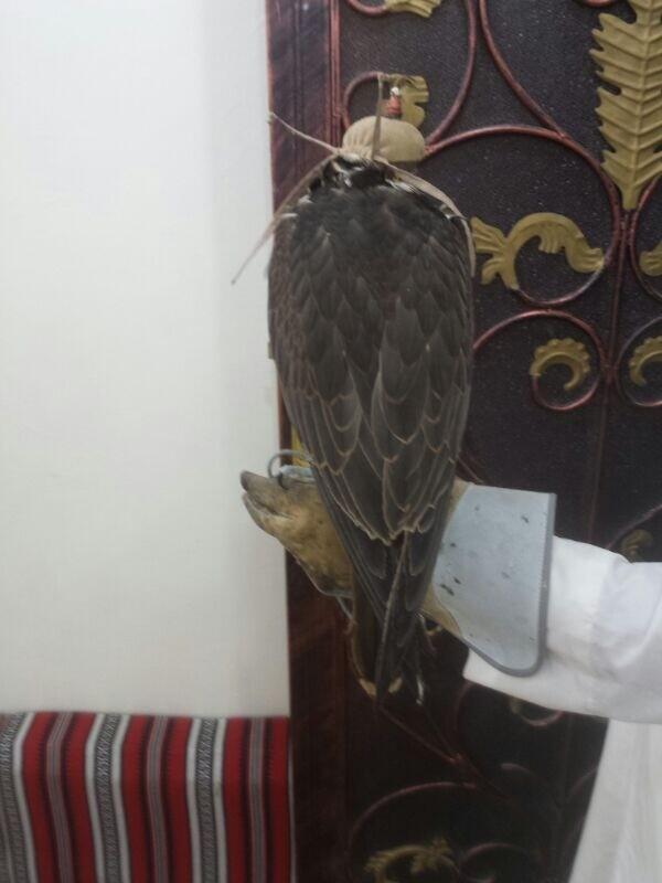 ApstorYahoo's tweet photo. انباع ٧٣٠الله يبارك لراعيه http://t.co/76hjn4uxos