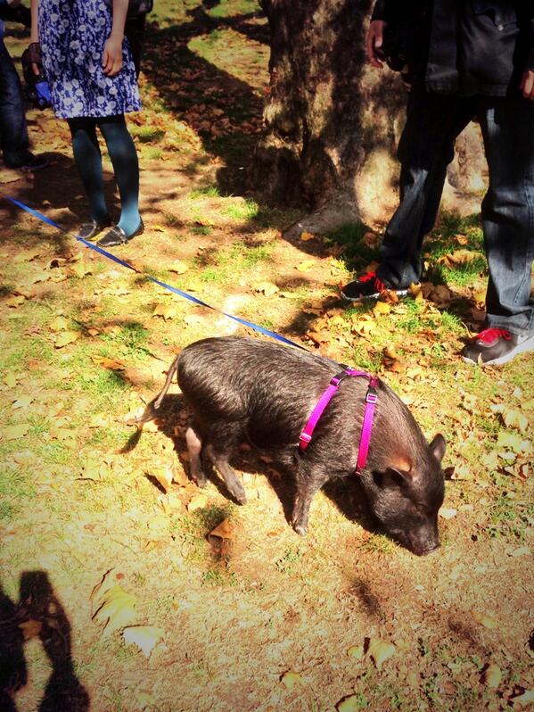 BreakoutNYC2013's tweet photo. Piggin' out in Central Park #wut #nyclyfe #Breakout13 http://t.co/NccgWvo9Jg