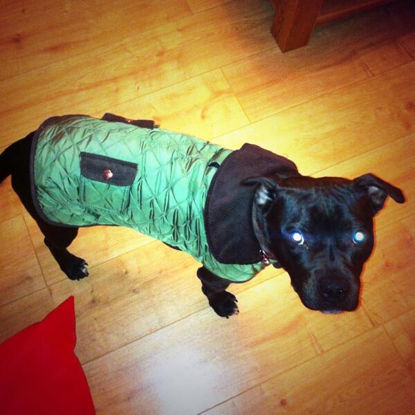 michaeladancyxo's tweet photo. Pickles new jacket <3 #puppylove #staffy #doggy #cutiepie http://t.co/YUytmQUy8U