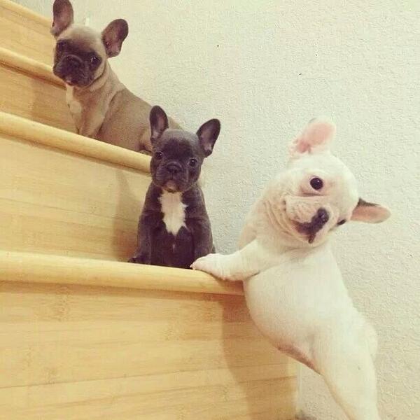 iLovePupsDaily tweet picture