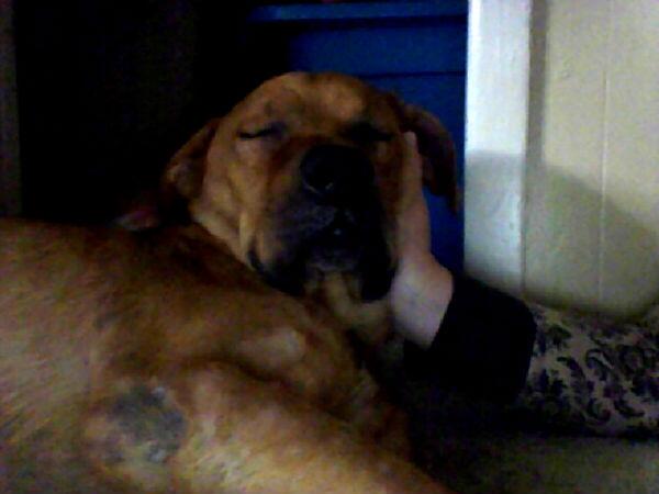 webbmik000's tweet photo. Just rescued this dog 11/01/13 visit http://t.co/9wP4jJ6vyD to see it’s story. #webcamtoy http://t.co/lMQJdOdZmz