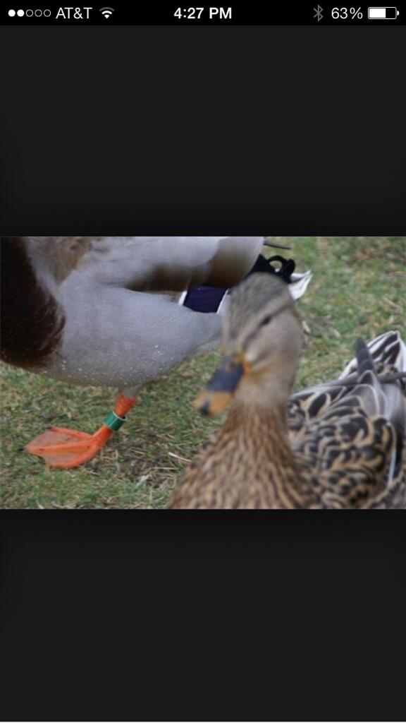 ThugMallard's tweet photo. Bands will make her dance! http://t.co/B9ZP5zrlUw