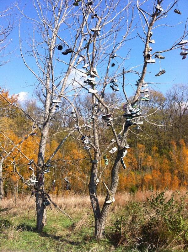 I thought this was so cool! every year the winner throws their shoes up on the tree :)
