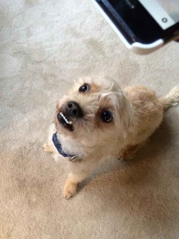 Merkstar56's tweet photo. @bryanburris this dog is in need of some goggles. http://t.co/bQ3Lia8hiC