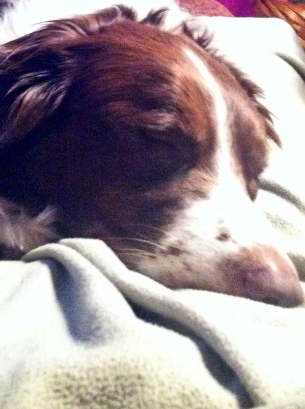 kaycee712's tweet photo. Love snuggling with this guy! #bestfriend http://t.co/1s1GgqVDS7