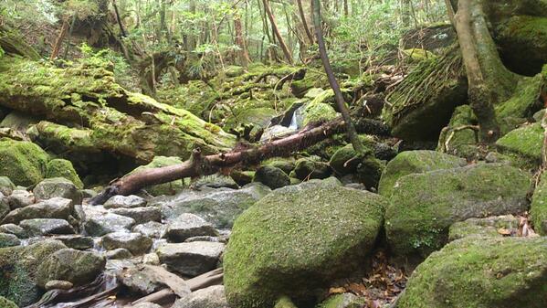shu104's tweet photo. 屋久島。マイナスイオンをたっぷり浴びました。 http://t.co/7NJ120uoPA