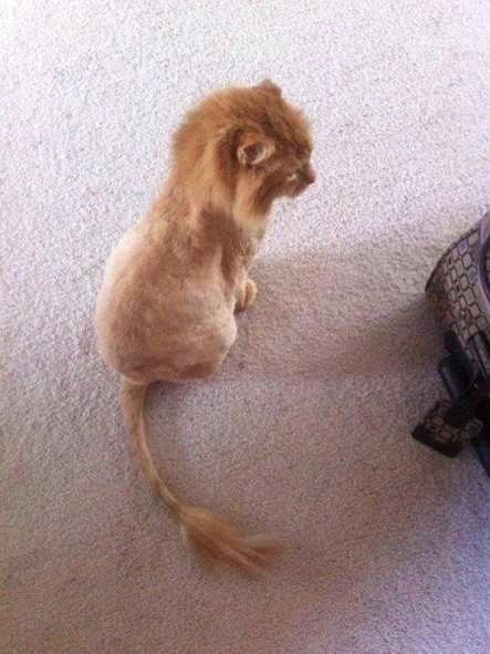 Chat tondu comme un lion