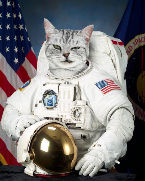 DorWand's tweet photo. enjoying making some #spacecats on a nice chill #sundayvibes http://t.co/eVno5RvdWx
