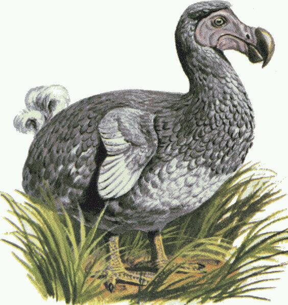 javier_castello's tweet photo. Un minuto de silencio por la criatura extinta mas maravillosa de la creación #Dodo #Raphuscucullatus #prayforDodo http://t.co/D1gqbEHbwY