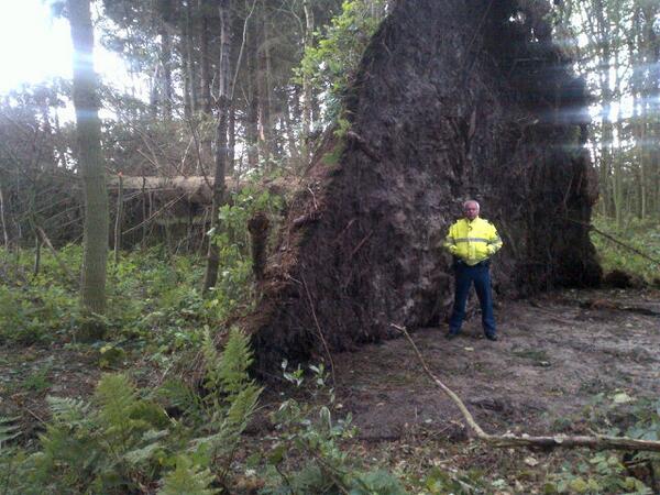 Tijdens surveillance op #Terschelling kwam ik deze door de storm gevelde dennenboom tegen. #wateennatuurgeweld