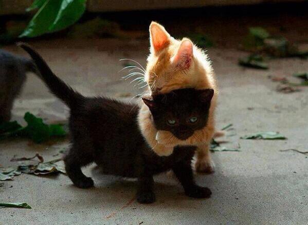 EscribimosAmor's tweet photo. Tranquilo tonto, que tu no das mala suerte. http://t.co/9HOq2xmxIs