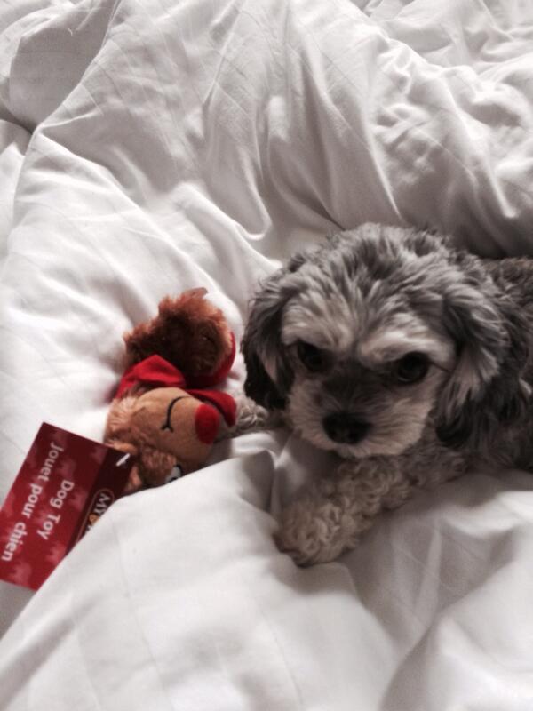 cgternes's tweet photo. Someone found her Christmas present 👼 http://t.co/fJg9L3Su6M