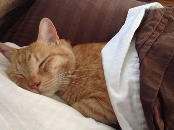 ashleyburns's tweet photo. Joe The Cat is still tuckered out from all his hefty fundraising efforts at #RTExtraLife. http://t.co/GVGyiIgIpD
