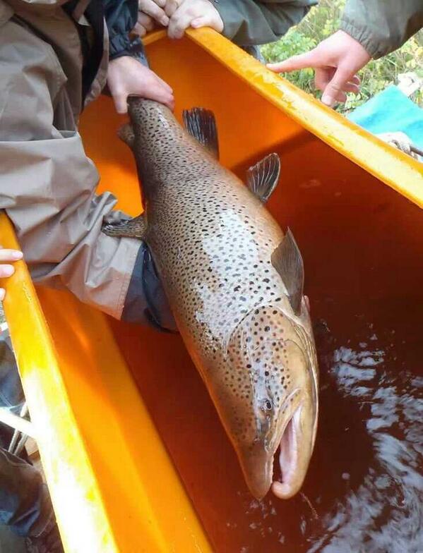 clausarnfeldt's tweet photo. Moving big #searun trout up above impassable weir. Now free swimming looking for sexy female trout. Good feeling. http://t.co/3B09HD5mCm