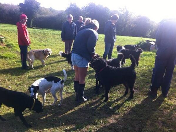 Rock dog family ready for a walk!!