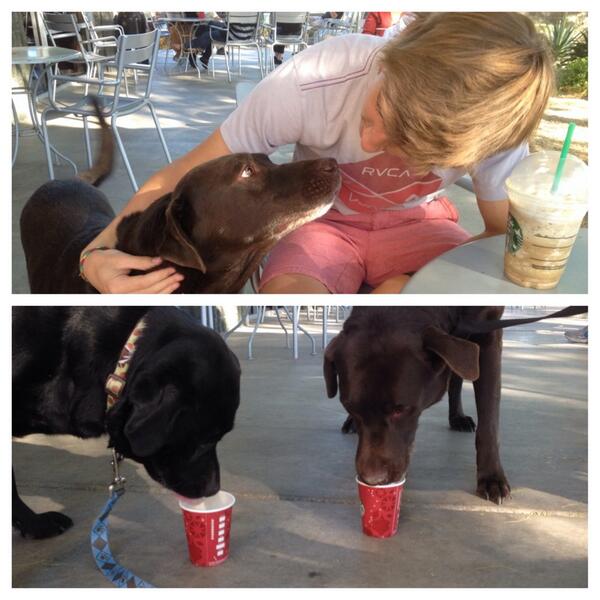 coffee dates and puppachinos 😋💕 #theyrefree #fordogs 🐶☕️