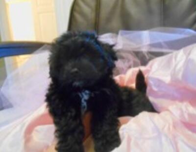 I getting a puppy tonight. http://t.co/vlBDJBCjmr<a href="/tag/greysanatomy"class="tags"><span>#greysanatomy</span></a>