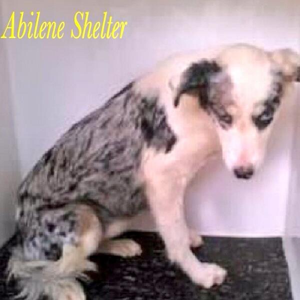 DEAF  PUPPY ❗ 

SPECIAL NEEDS DOG 

KARLA 

MUST NETWORK &amp; ADOPT 

ABILENE SHELTER #TX 

<a href="/AngelsofFur/">AngelsOfFur K9Rescue</a>