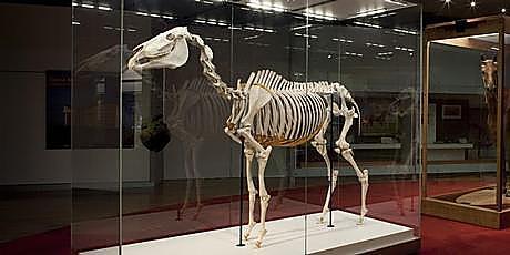 nzherald's tweet photo. The body of legendary Kiwi racehorse Phar Lap is to be brought back together, virtually: http://t.co/XQ3oUUpXND http://t.co/aFsVSbU9oa