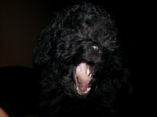 schipee tweet picture