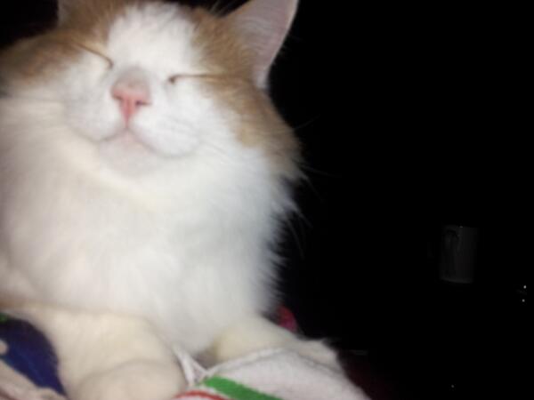 Cassandra Clements Cass Elise Twitter