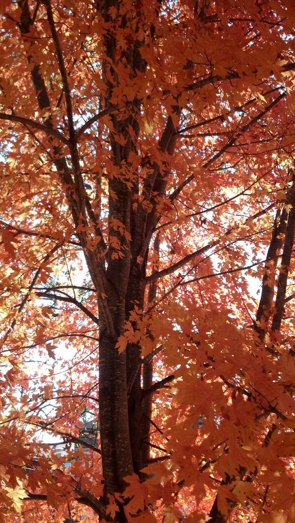 gregDorow10's tweet image. Still fall at Luther #changingfast