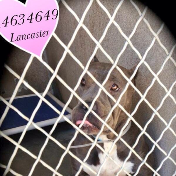 2 y/o STUNNING GIRL 

A + TEMP TEST❗ 

HEARTBROKEN 

LANCASTER SHELTER 

#ADOPT 

#RESCUE

<a href="/AngelsofFur/">AngelsOfFur K9Rescue</a>
