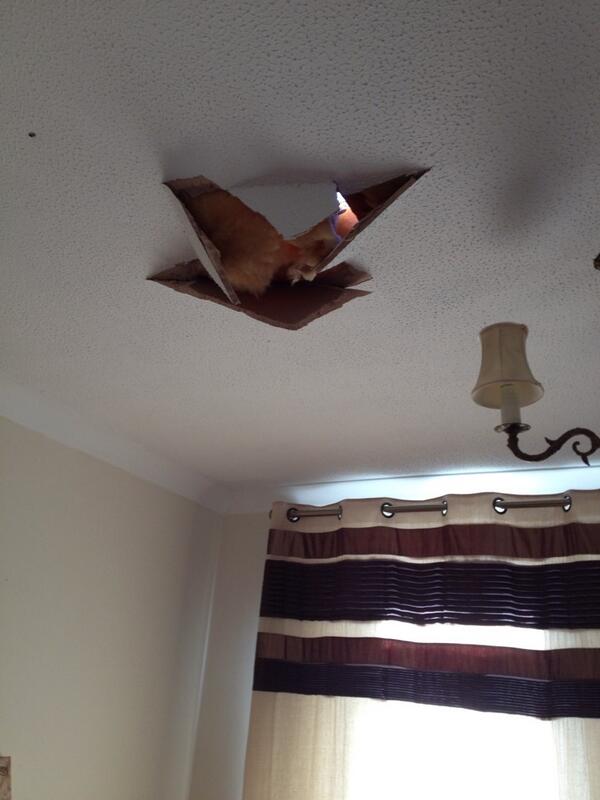 Part 2: another bit of roof caved in.... #BadDay #brokenroof #help