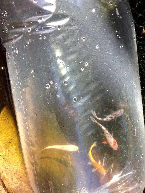 Marcscheeps's tweet photo. New babies http://t.co/yS8nnpmEOH