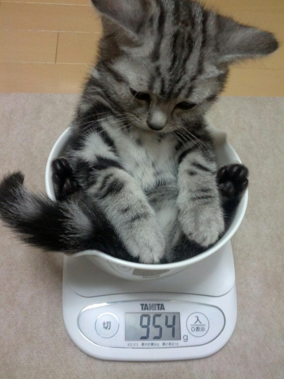 Котик на весах