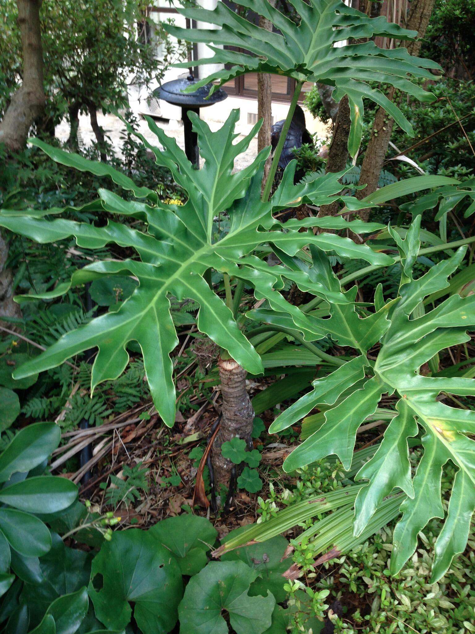 観葉植物パキラプレミアム Auf Twitter うちの庭に地植えされている 観葉植物 と言われる植物その1 セローム サトイモ科 フィロデンドロン属 周りに高い木々がありますが屋根も無く 完全な屋外 雨に打たれても 雪が積もっても枯れません 長崎市 Http T 観葉植物パキラプレミアム Auf Twitter うちの庭に地植えされている 観葉植物 と言われる植物その1 セローム サトイモ科 フィロデンドロン属 周りに高い木々がありますが屋根も無く 完全な屋外 雨に打たれても 雪が積もっても枯れません 長崎市 Http T