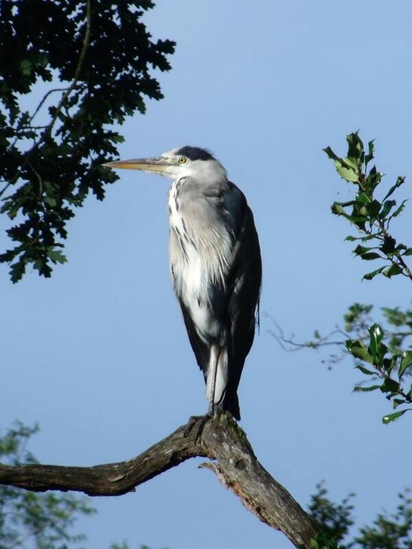 Heron In <a href="/DonerailePK/">Doneraile Park</a> by Maureen O Hanlon. Stunning!