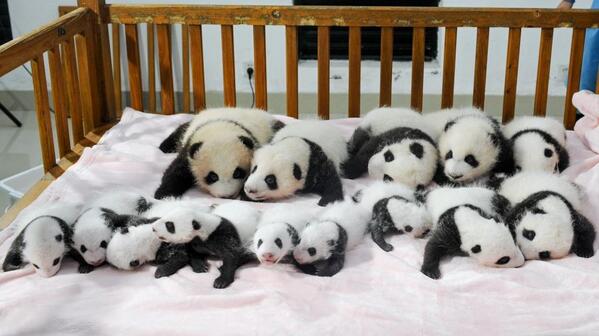 Baby pandas born in a Chinese breeding facility reached their 100-day milestone: bit.ly/1hdrYmY "<a href="/JeanieS56/">Jean-Mare</a>